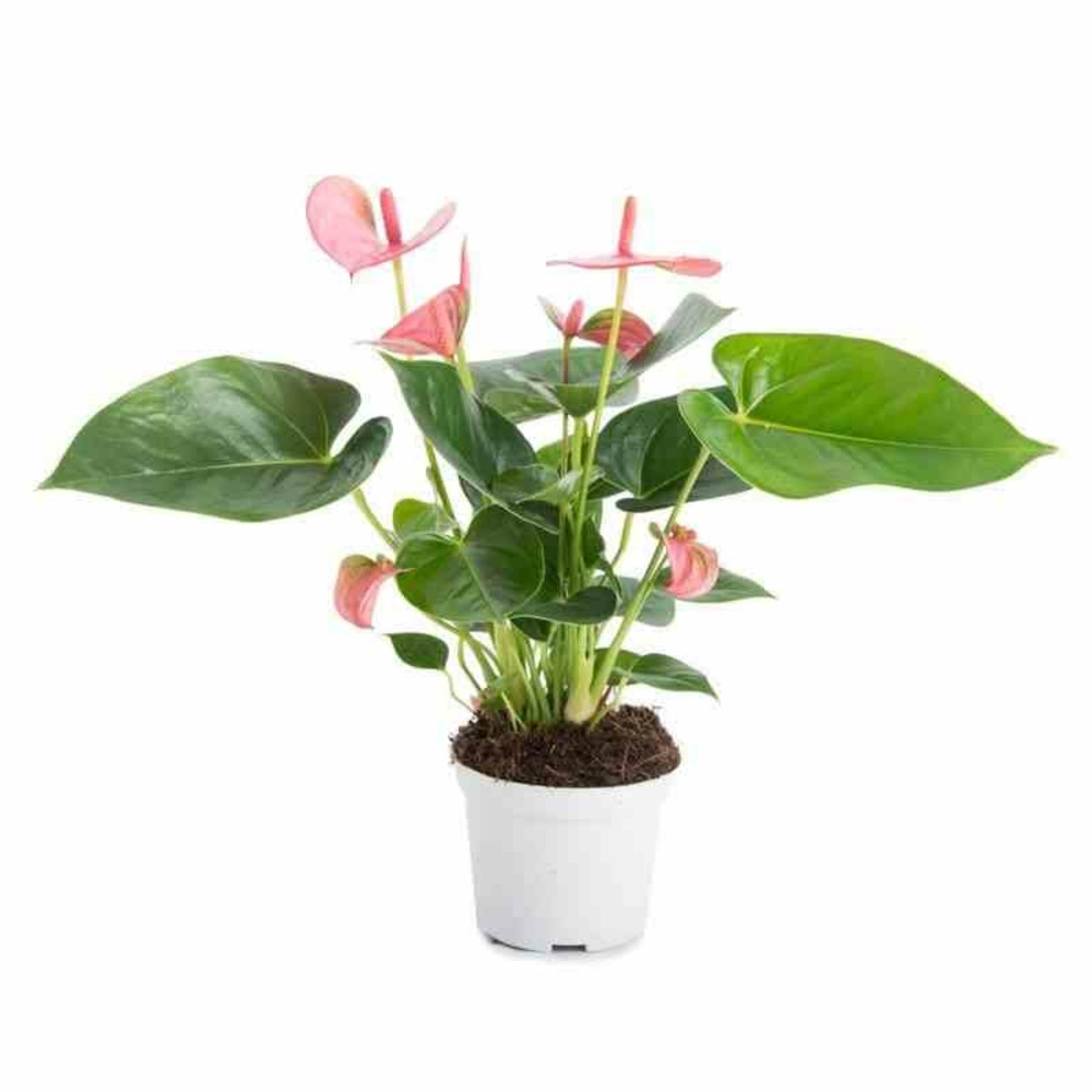 Anthurium andreanum rose rose champion (anthure flamant rose, langue de feu) pot de 1 litre ? 15/30 cm