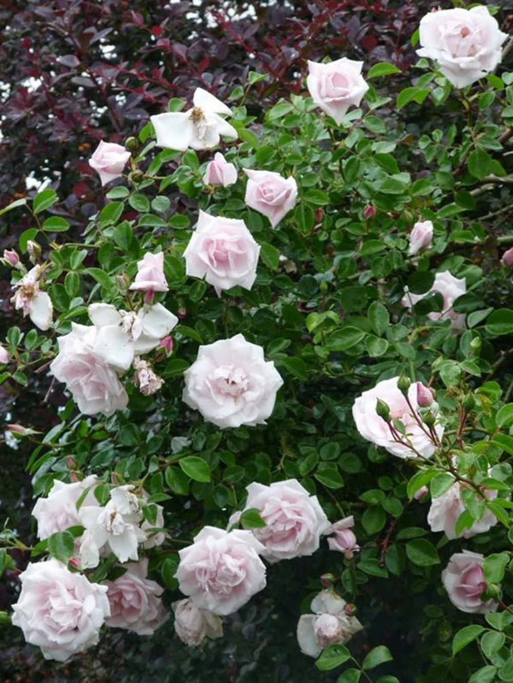 Rosier grimpant 'new dawn' pot de 4l/5l