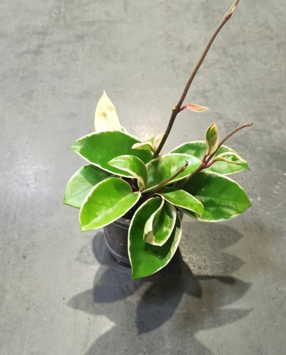 Hoya carnosa krimson queen medium d. 9cm h. 12cm - plante d'intérieur