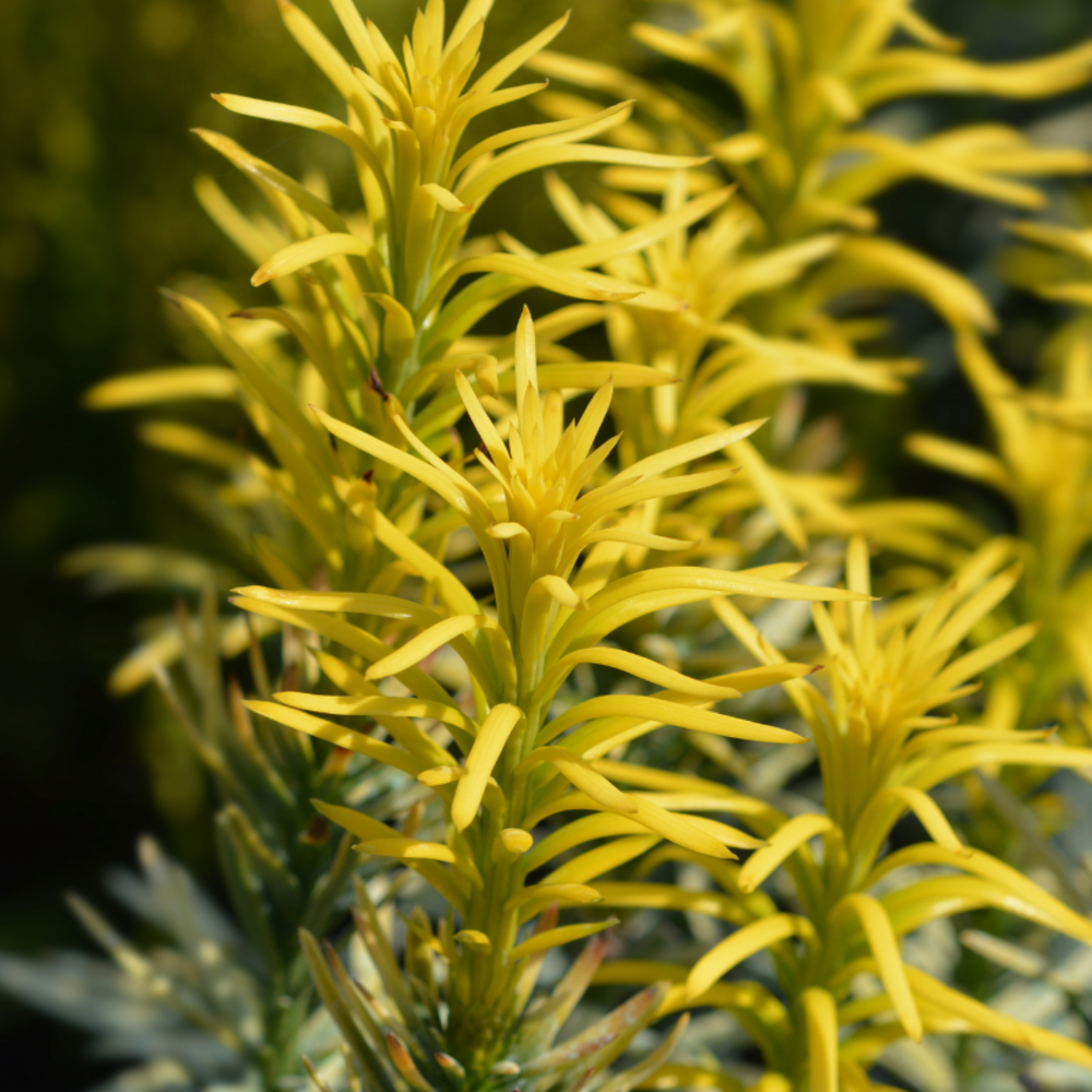 If à prunes korean gold - cephalotaxus harringtonii korean gold 30/40cm pot 2,5l