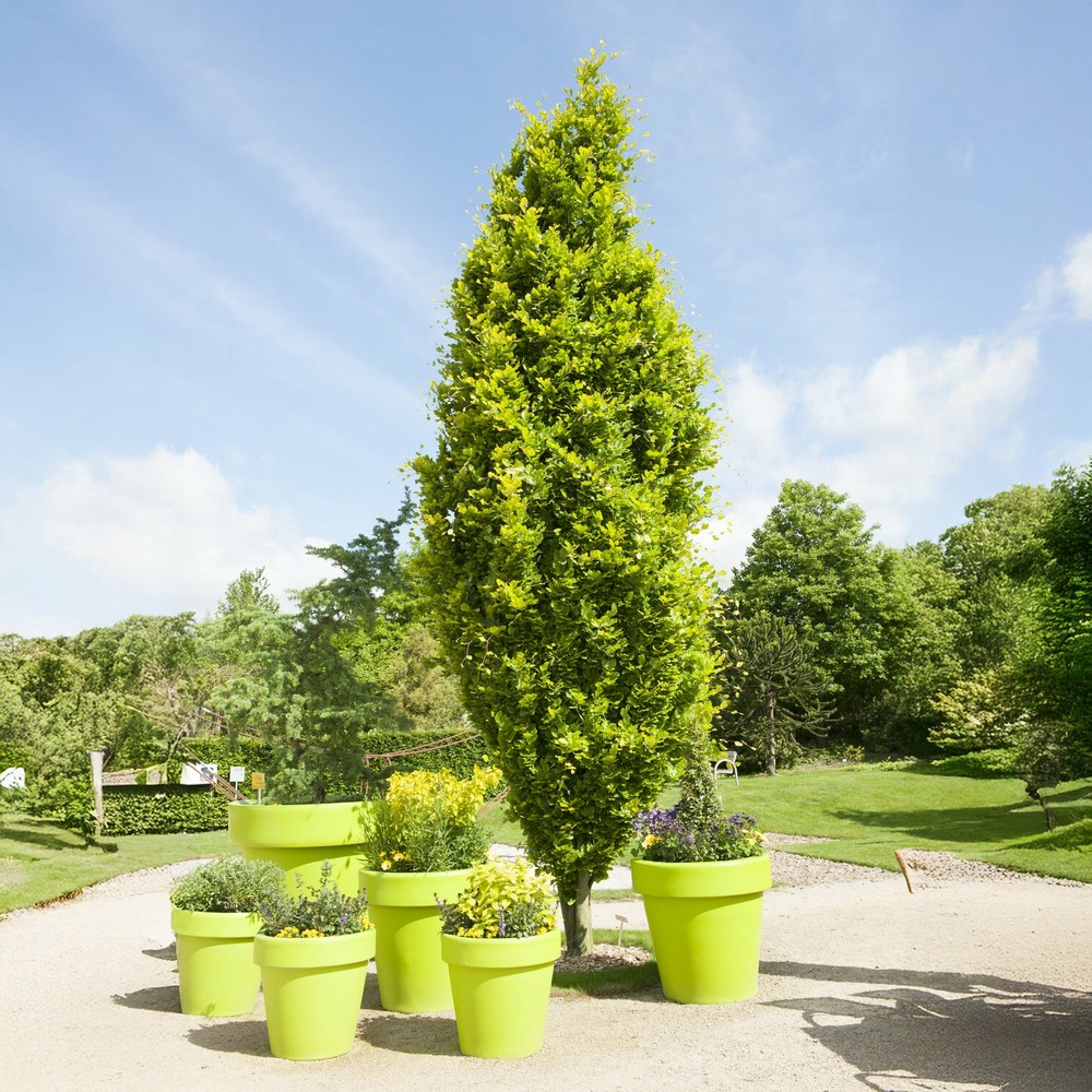 Hêtre fastigié dawyck gold - le pot / 2l / hauteur livrée 40-60cm