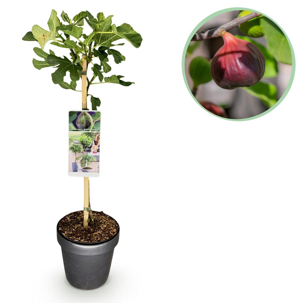 Figuier 'brown turkey' - pot 19 cm - hauteur 90 cm