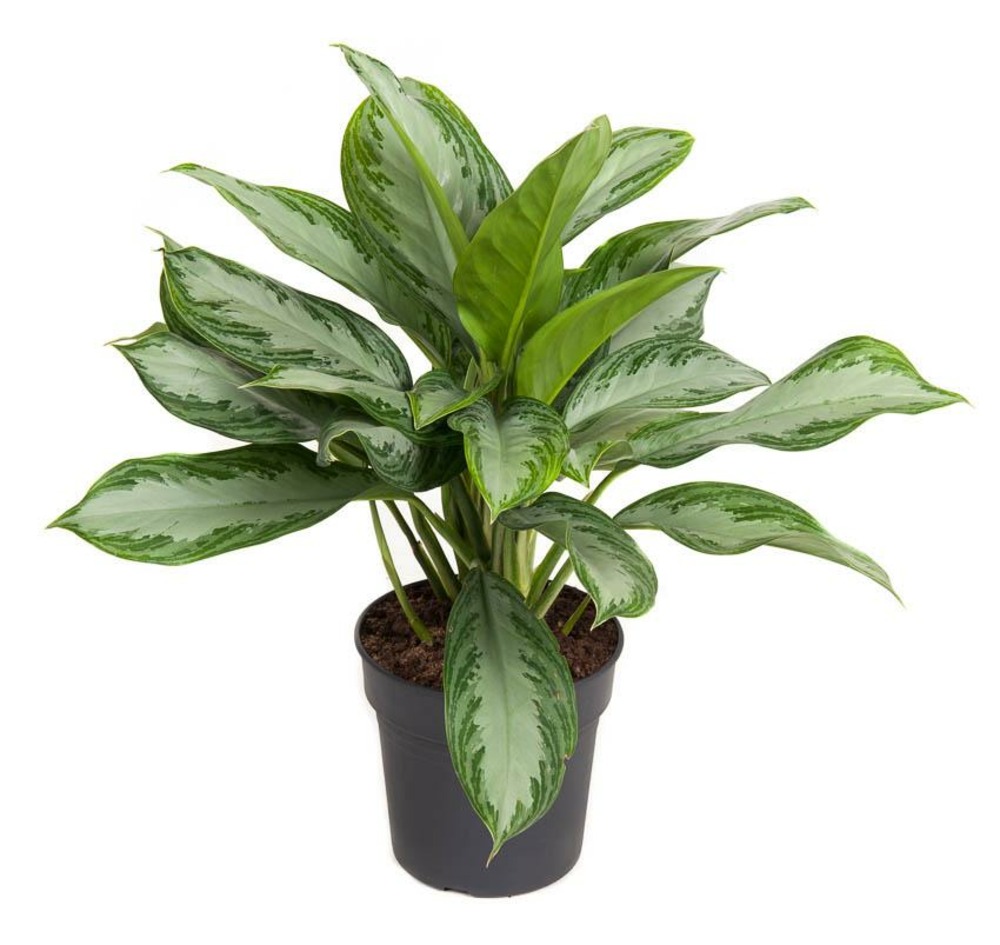 Plante D Interieur Truffaut