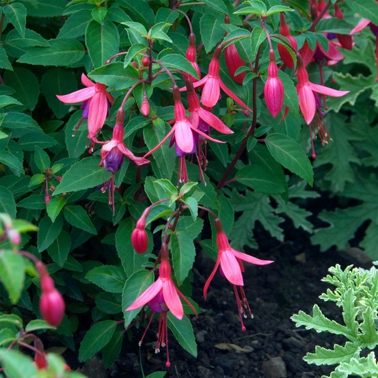 Fuchsia tom thumb - le pot / 8cm