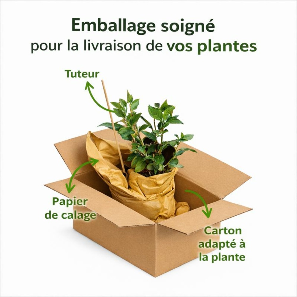 Chalef compact - elaeagnus ebbingei compacta 80cm en pot