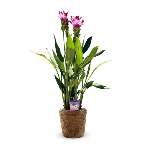 Curcuma alismatifolia avec panier en jonc de mer - curcuma d'ornement - ↕ 70-80 cm - ⌀ 16 cm - plante d'intérieur
