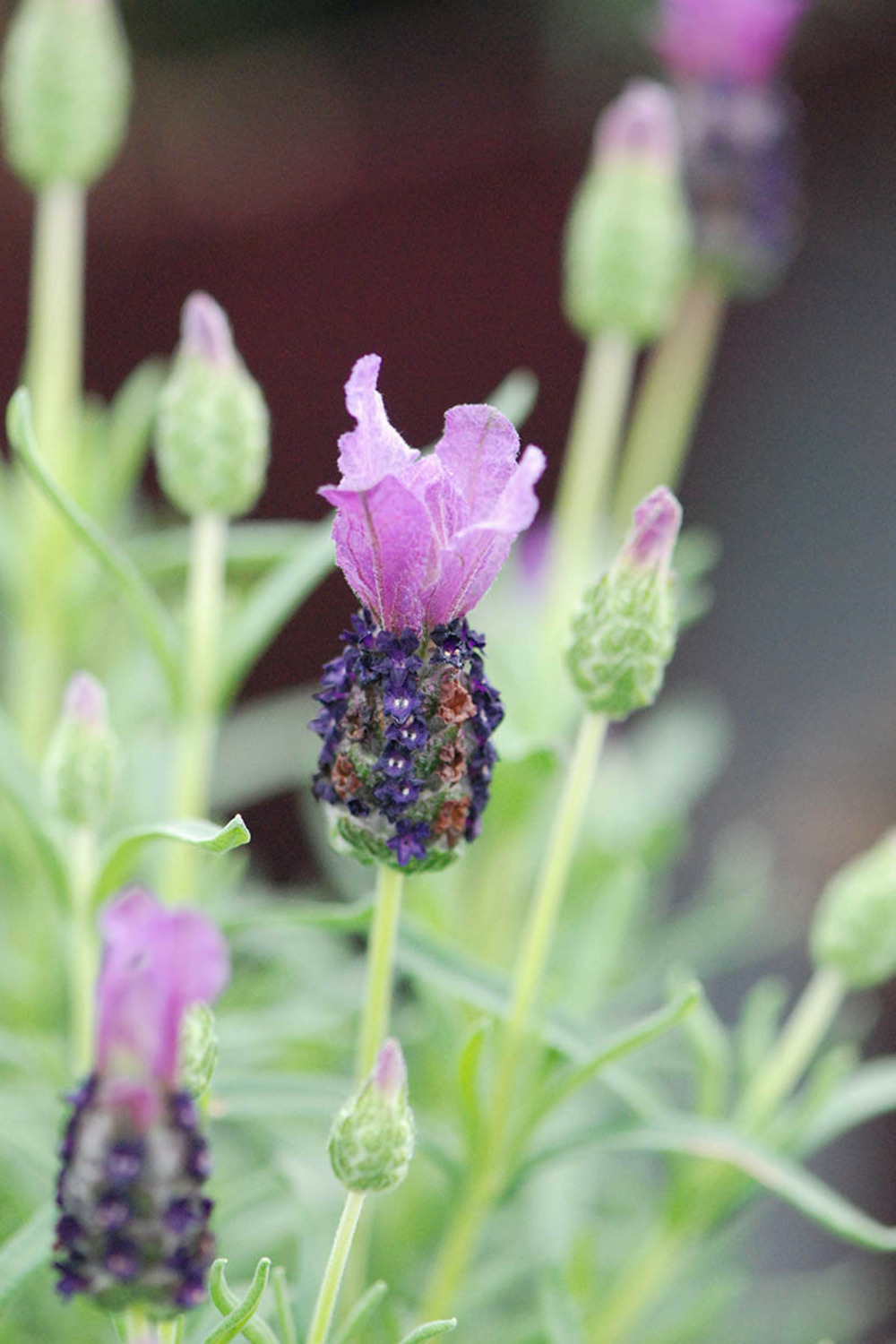 Lavande fairy wings ? 'purple' - en pot de 3 litres