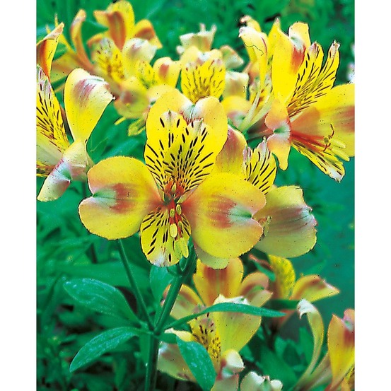 Alstroemere jaune - le godet plante vivace