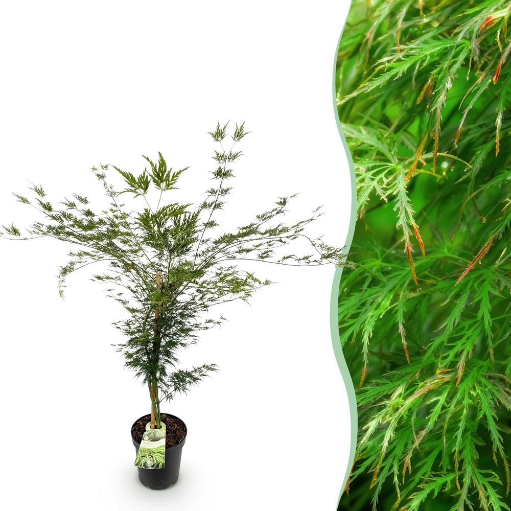 Érable du japon 'emerald lace' - pot 26 cm - hauteur 90 cm - plante d'extérieur
