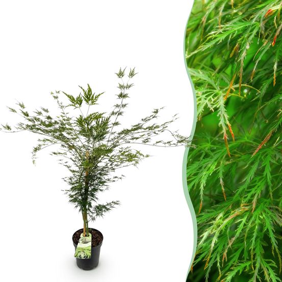 Érable du japon 'emerald lace' - pot 26 cm - hauteur 90 cm - plante d'extérieur