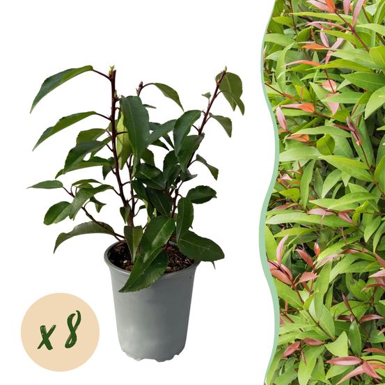 Lot de 8 - plantes de haie - prunus lusitanica angustifolia - po