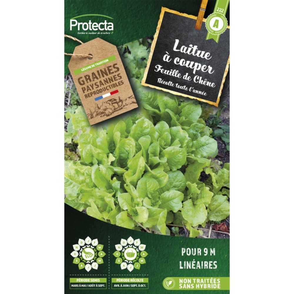 Graines paysannes - laitue à couper feuille de chêne blonde