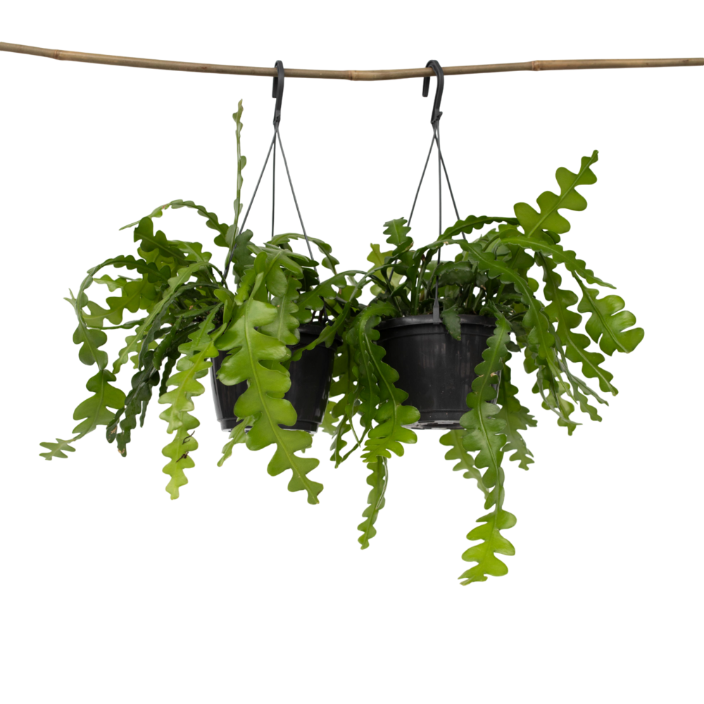 Cactus orchidée - set de 2 - epiphyllum 'anguliger' - hauteur 30-40cm - ⌀15cm