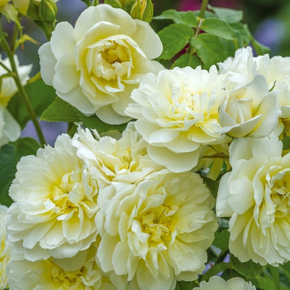 Rosier anglais 'imogen' pot de 4l/5l