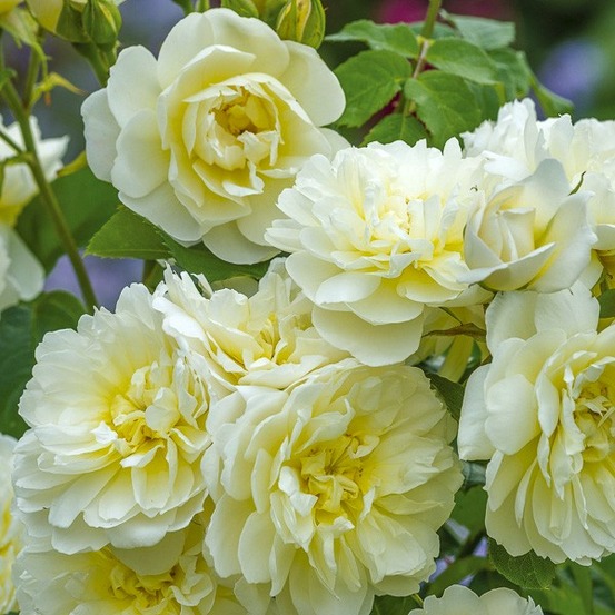 Rosier anglais 'imogen' pot de 4l/5l