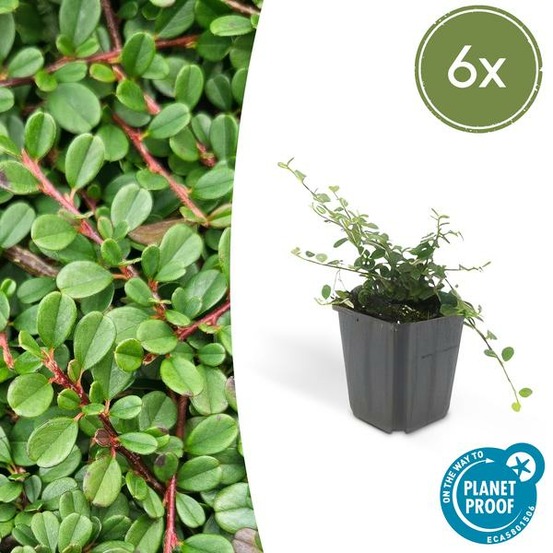 Cotonéaster de dammer 'streib's findling' x6 – entre 0,38 et 0,5m2