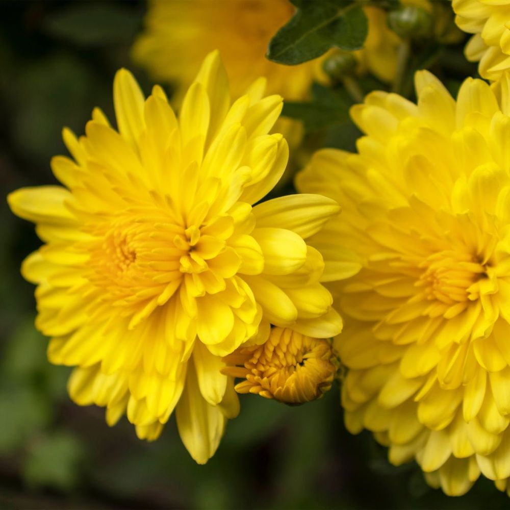 Chrysanthème des fleuristes 'nantyderry sunshine' pot de 2l/3l