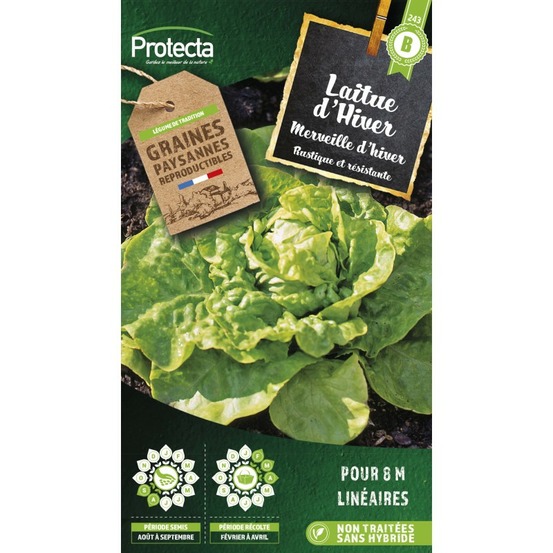 Graines paysannes - laitue merveille d'hiver