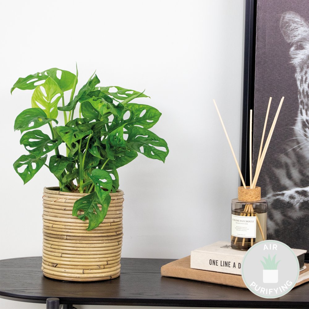 monstera leaf bowl DAUM Large Leaf Monstera Cup