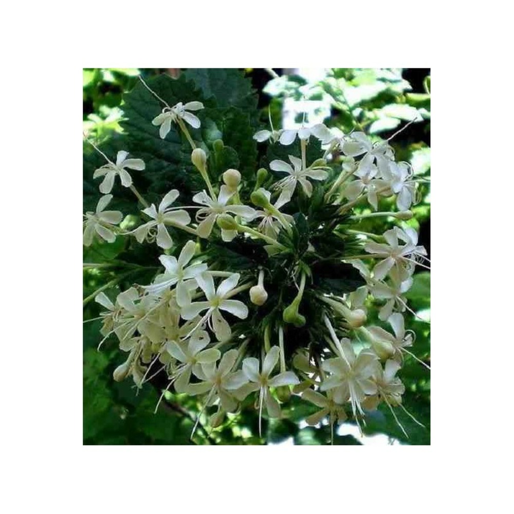 Cestrum nocturnum (galant de nuit) pot de 4 litres ? 120/140 cm