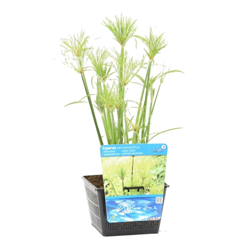 Papier végétal - cyperus percamenthus - pieces egal - plantes d'étang dans un pot de culture - ⌀ 18 cm - ↕m ?20-30