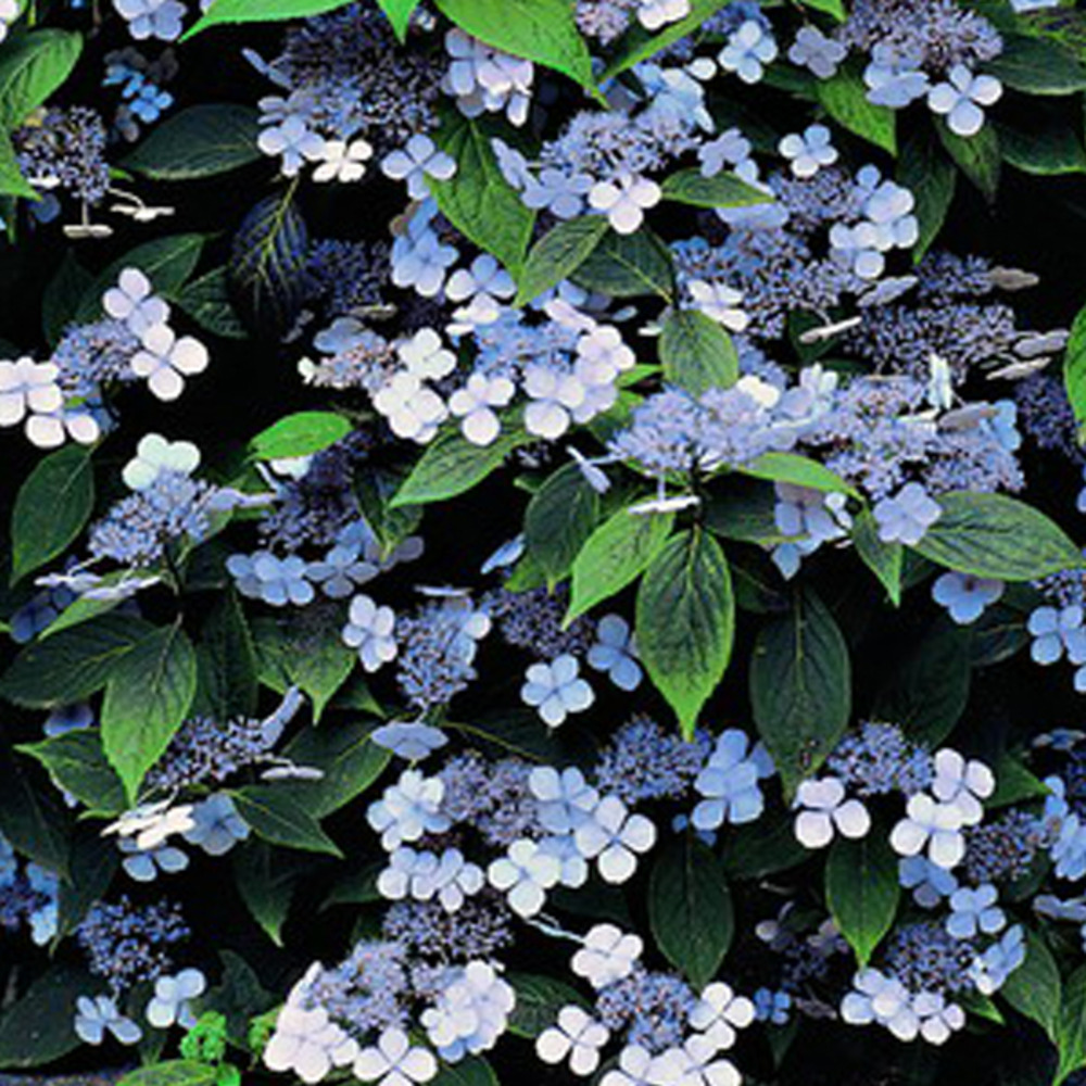 2 x hortensia 'bluebird' - hydrangea serrata 'bluebird'  - 25-30 cm pot