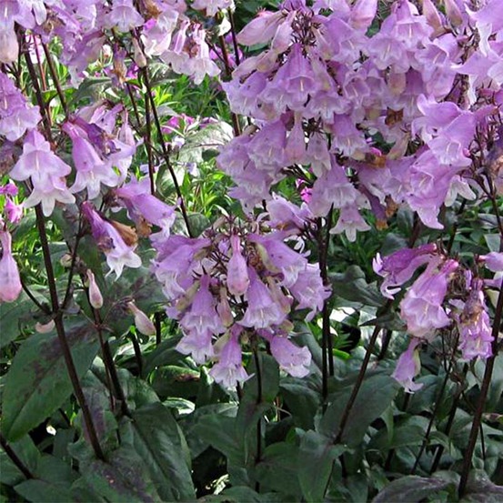 Galane 'pocahontas ' godet de 8/9 cm