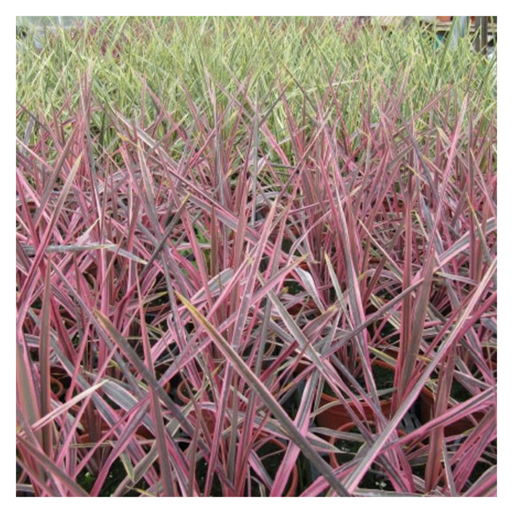 Cordyline australe pink passion® 'seipin' pot de 4l - 40/60 cm