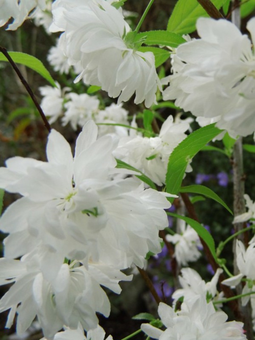 Prunus glandulosa 'alboplena' pot de 2l/3l