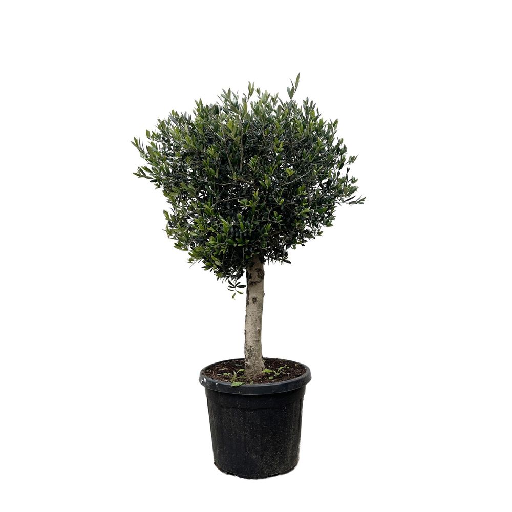 Olivier olea europaea h180cm - plante d'extérieur