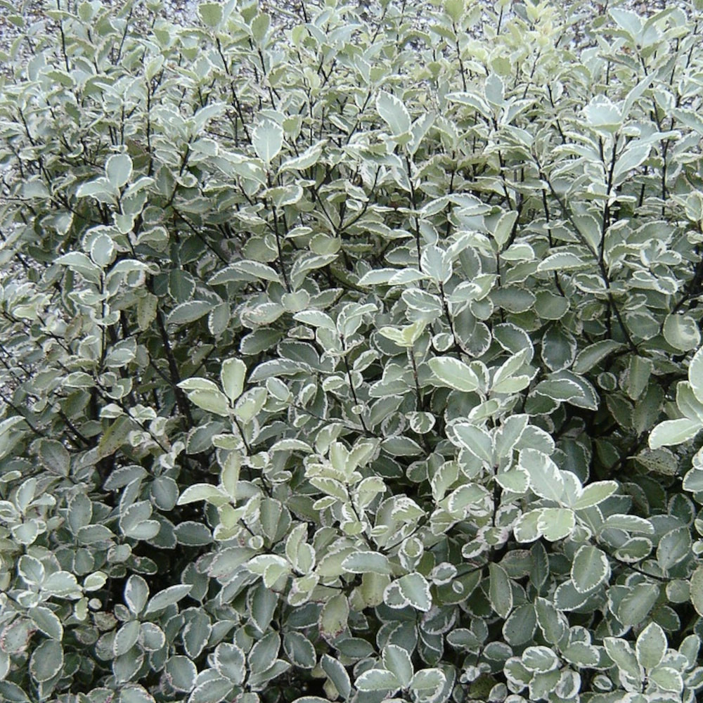 Pittosporum silver ball, pittospore pot de 3l - 20/40 cm