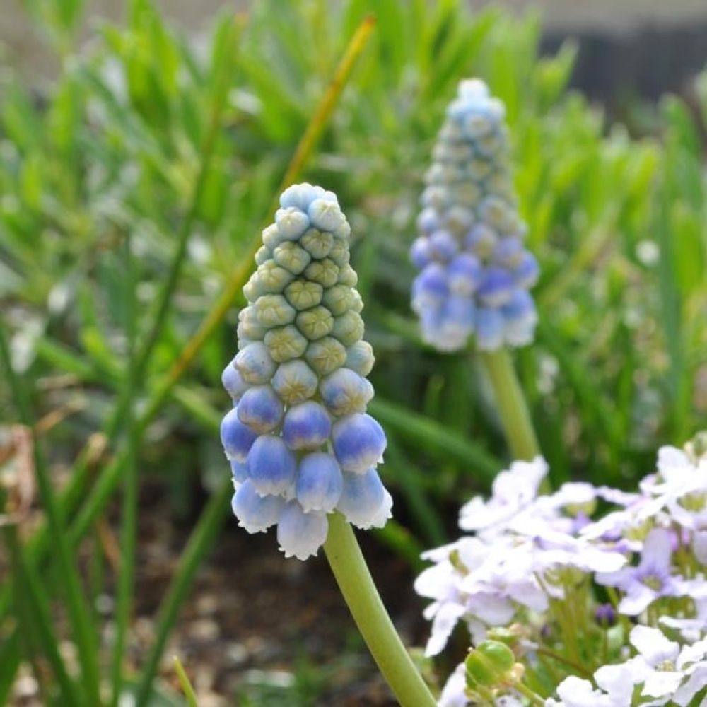 Muscari 'ocean magic' bulbe calibre 8/9 (par 20)
