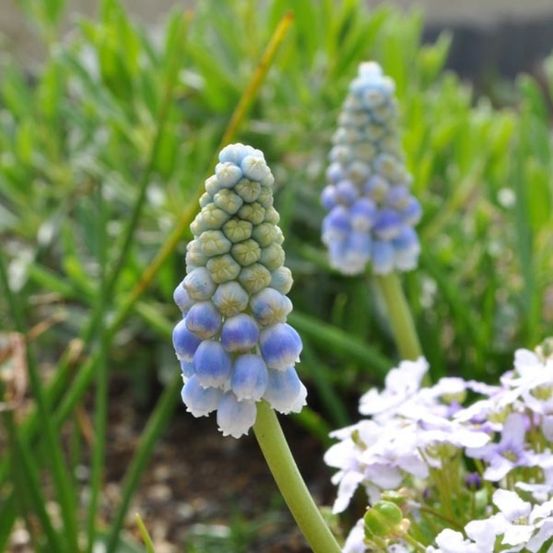 Muscari 'ocean magic' bulbe calibre 8/9 (par 20)