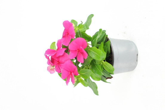 Pervenche de madagascar pot 10,5 cm