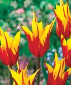 10 tulipes à fleur de lis ailes de feu - 12 - willemse, le sachet de 10 bulbes / circonférence 11-12cm