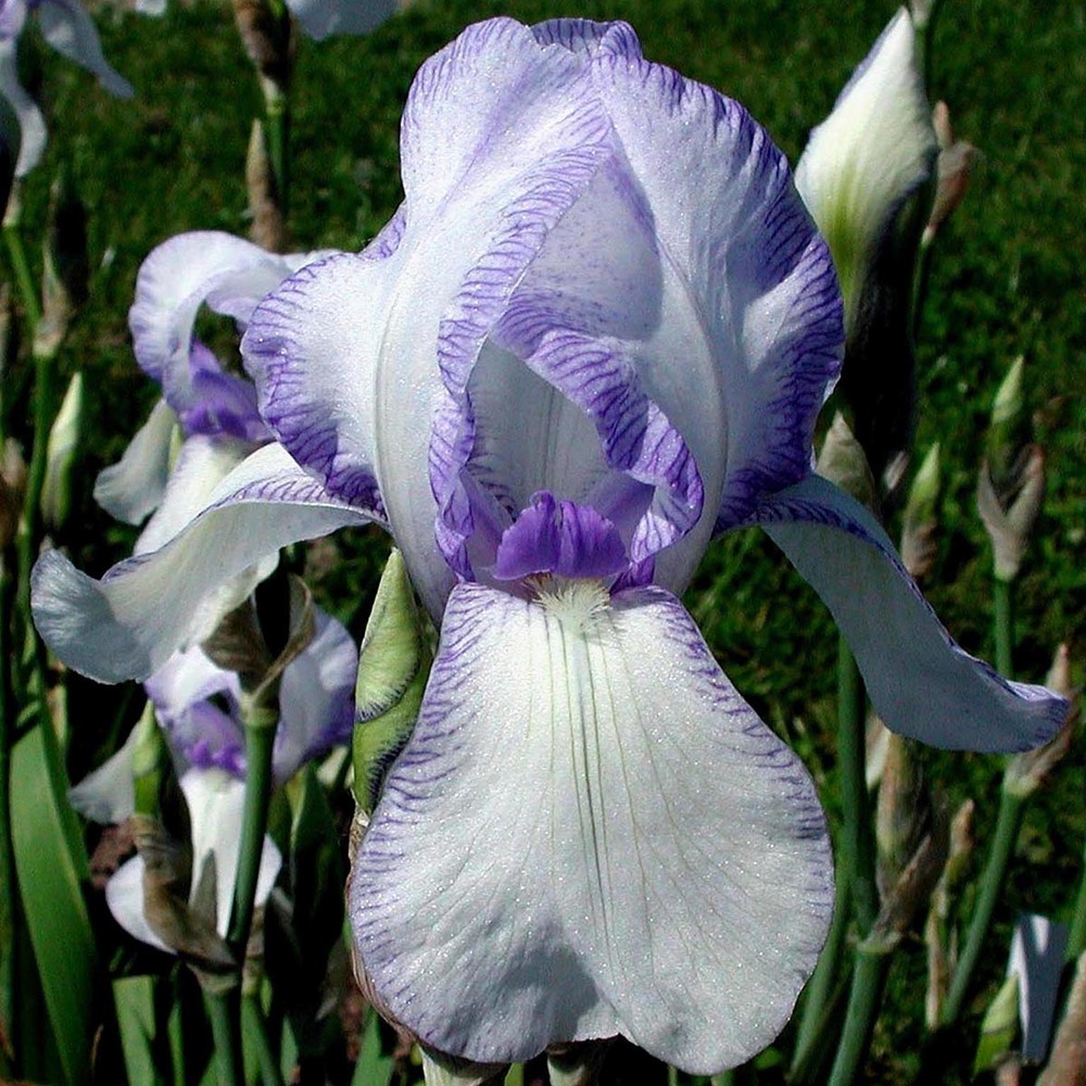 Iris des jardins 'ma mie' godet de 8/9 cm