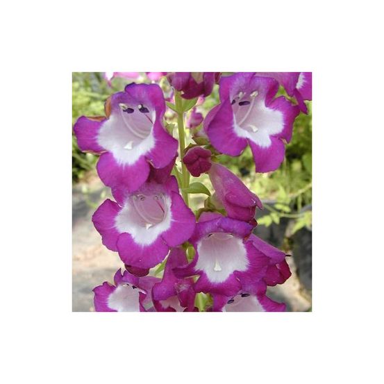 Penstemon gloire des quatre rues lot de 5 godets