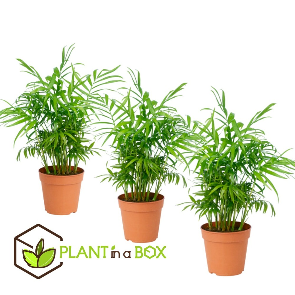 Palmier de salon - set de 3 - chamaedorea elegans - hauteur 30-40cm - ⌀12cm