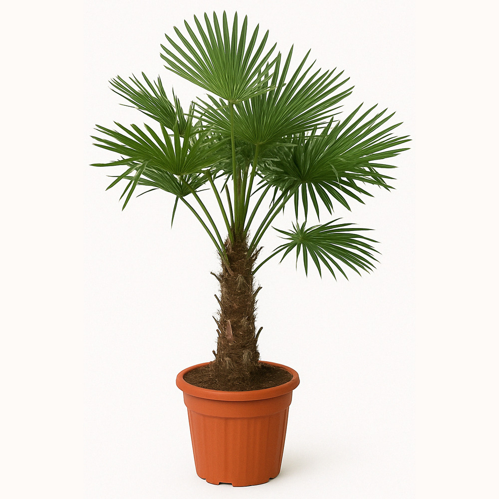 Trachycarpus fortunei - palmier éventail chinois - palmier rustique - 120-150 cm de haut - pot 30 cm