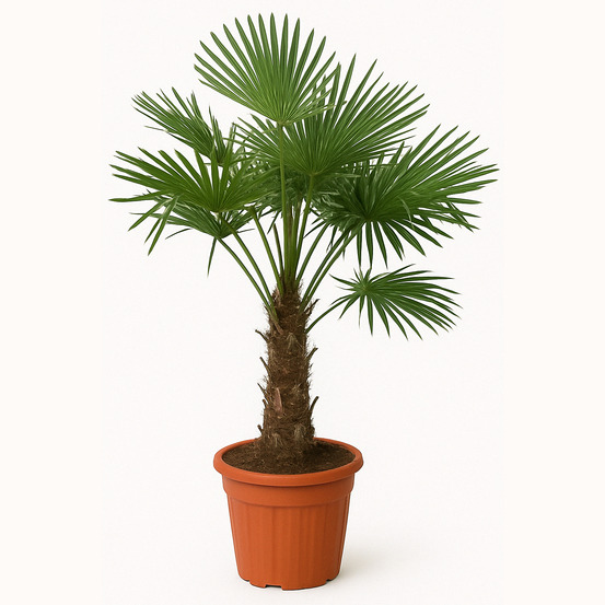 Trachycarpus fortunei - palmier éventail chinois - palmier rustique - 120-150 cm de haut - pot 30 cm