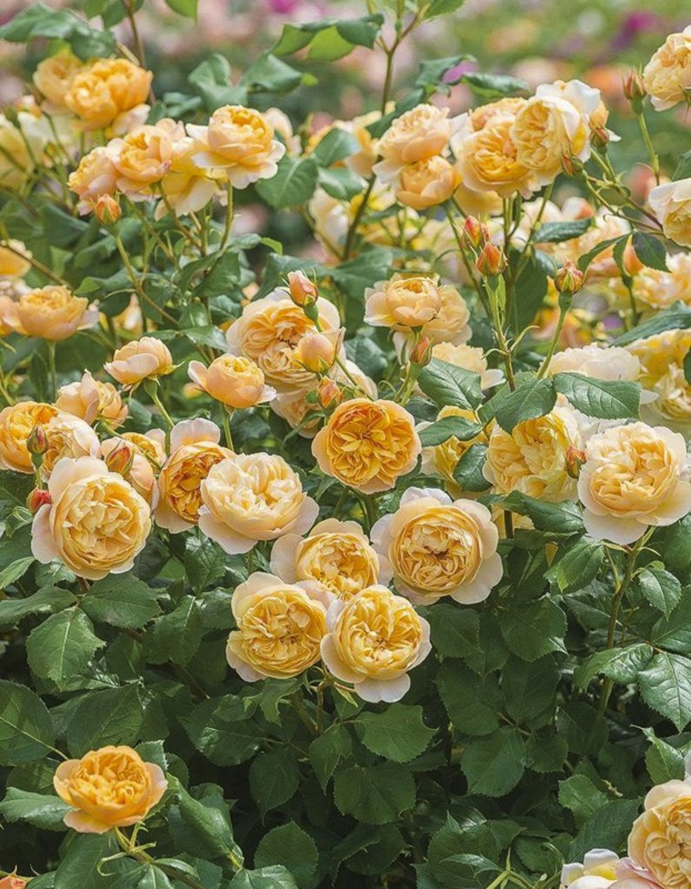 Rosier 'roald dahl' pot de 4l/5l