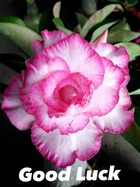 Adenium obesum cv.good luck   blanc et rose - taille caudex d'environ 150g