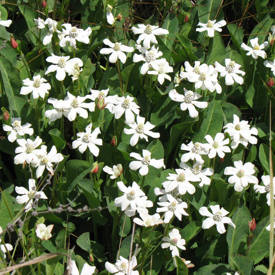 6 x anemopsis de californie - anemopsis californica - godet 9cm x 9cm