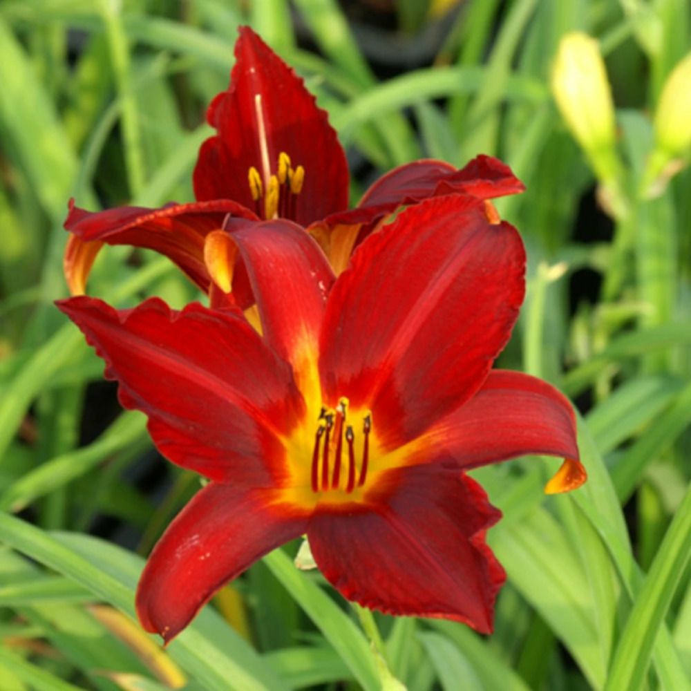 Hémérocalle carey quinn lot de 3 godets