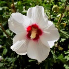 Althéa 'red heart' (hibiscus syriacus red heart) - godet 9cm