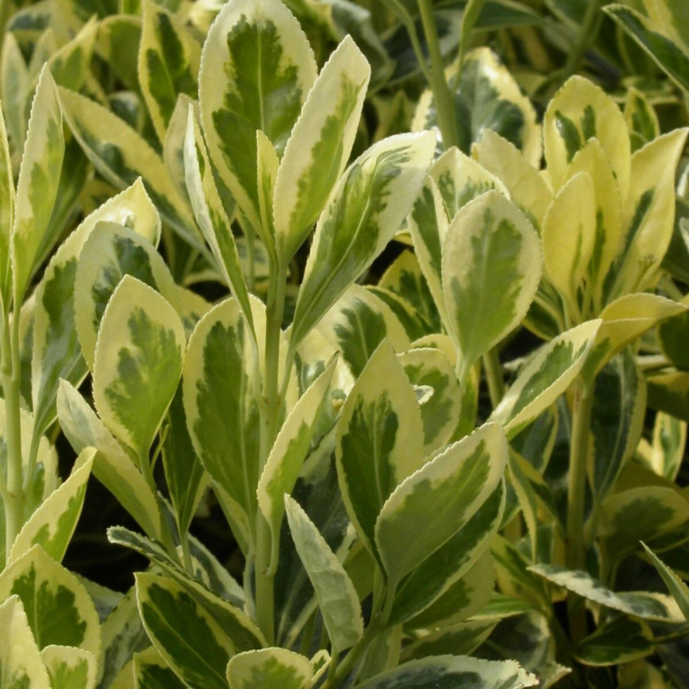 Fusain du japon bravo, euonymus pot de 3l - 20/40 cm