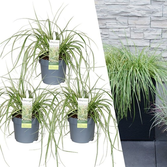 3 x carex hachijoensis 'evergold'