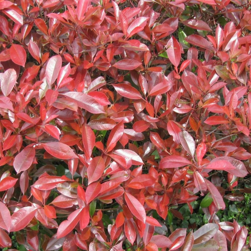 Photinia little red robin pot de 7,5l - 40/60 cm