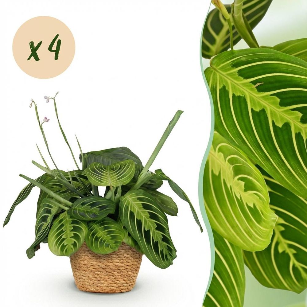 Maranta fascinator lemon lime - pet-friendly - plante de prière - pot de 12cm - hauteur 25-35cm - plantes d'intérieur