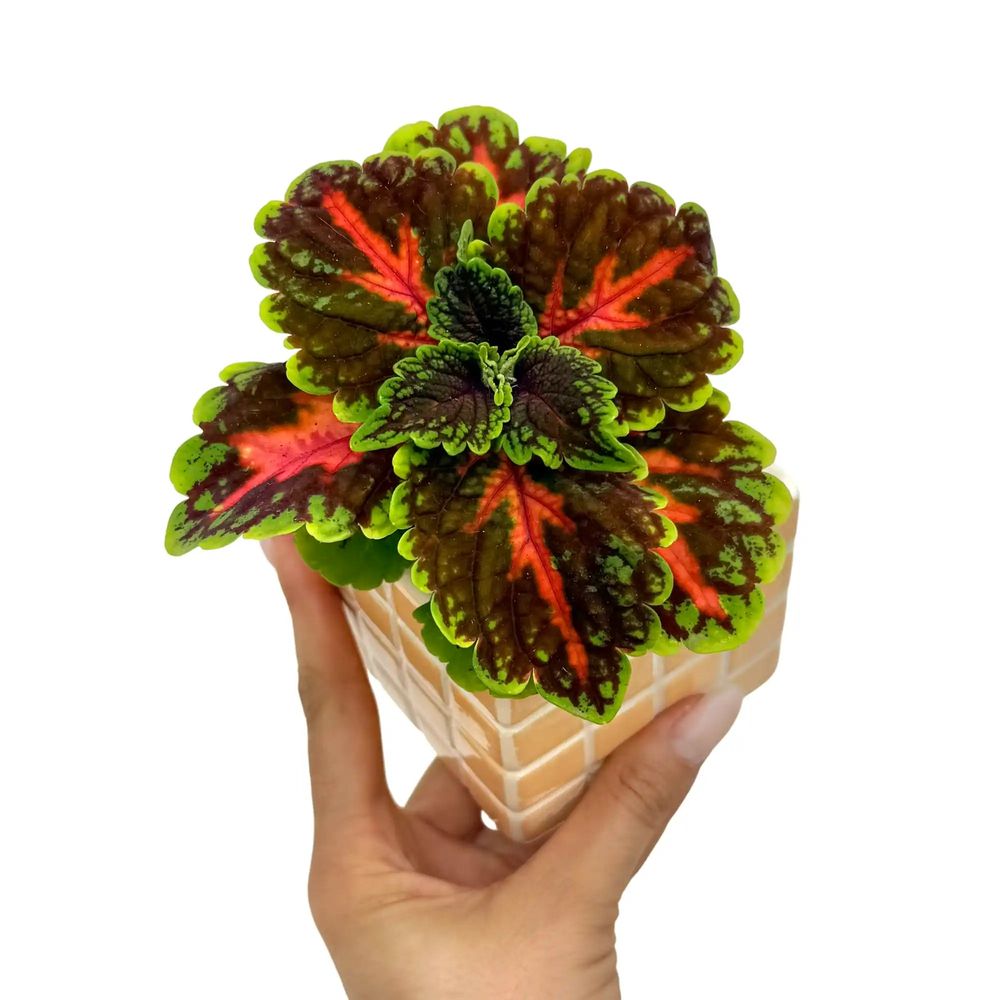 Coleus magnificent mile - pot de 6cm - plantes d'intérieur